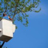 Elkhart Tree Service