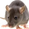 Boulder Pest Control