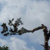 Environmental Tree Service