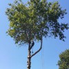 Evergreen Landscape Care & Tree Services