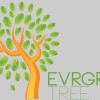 Evergreen Tree Transplanting