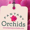 Fantasy Orchids