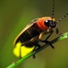 FireFly Enlightened Pest Solutions