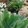 Fishing Creek Farms Landscaping