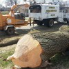 Foree Tree Service