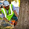 Forester Tree Service