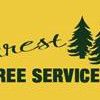 Forrest Tree Service
