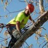 Five Star Tree Service