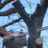 Four Seasons Arbor Care