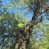 Fox Valley Tree Care & Landscape