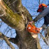 Franks Tree Stump Grinding