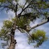 Galvez Tree Service