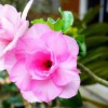 Garden City Nursery