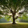 Gene's Tree & Landscaping Service