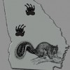 Georgia Wildlife Removal