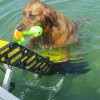 WaterDog Adventure Gear™ WAG Products