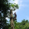 Gibson's Tree Service