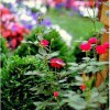 Goodin Lawncare