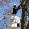 Gordon Frazier Tree Service