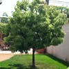 Grannde Landscaping