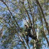Greg Bear Tree Service