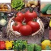 Grow Organic Vegetable Gardening