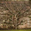 Gulf Coast Trees