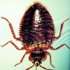 Xpert Pest Control