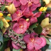 Florist Flower Delivery In Cambridge