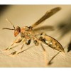 Harris Termite & Pest Control