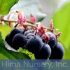 Hima Nursery