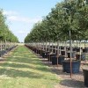 Hope Valley Tree Farm