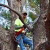 Huston's Tree Service