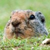 Image Pest Control