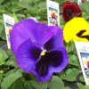 Indian Creek Nursery