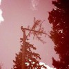 Issaquah Tree Care
