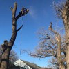 JJ TREE Service DFW