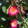 Laguna Hills Nursery