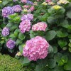 Lawn & Gardens Plus