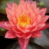 Lilyblooms Aquatic Gardens