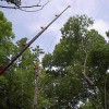 Lindon Tree Service