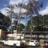 Lobo Tree Service
