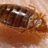 Lodestar Pest Management