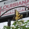 Louisiana Nursery