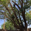Tomcat's Lubbock Tree Trimming