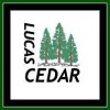 Lucas Cedar