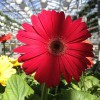 Lehigh Valley Home & Garden Center