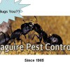 Maguire Pest Control