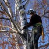 Manuel Tree Service