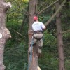 Barbosa Tree Service